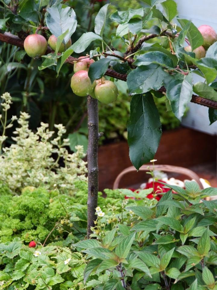 Fruit Tree, Apple, Malus, thejoyofplants