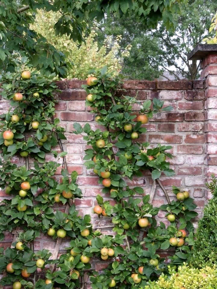 Fruit Tree, Apple, Malus, thejoyofplants