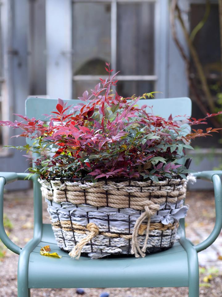 Nandina: sierheester met vlammende kleuren 