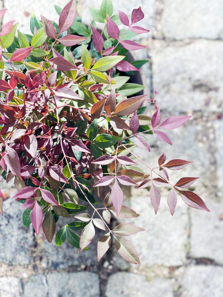 Hippe heesters: Nandina Hippe heesters: Nandina Mooiwatplantendoen.nl