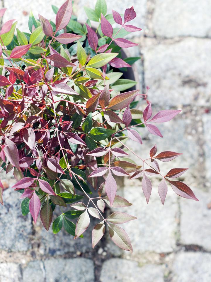 Hippe heesters: Nandina Mooiwatplantendoen.nl