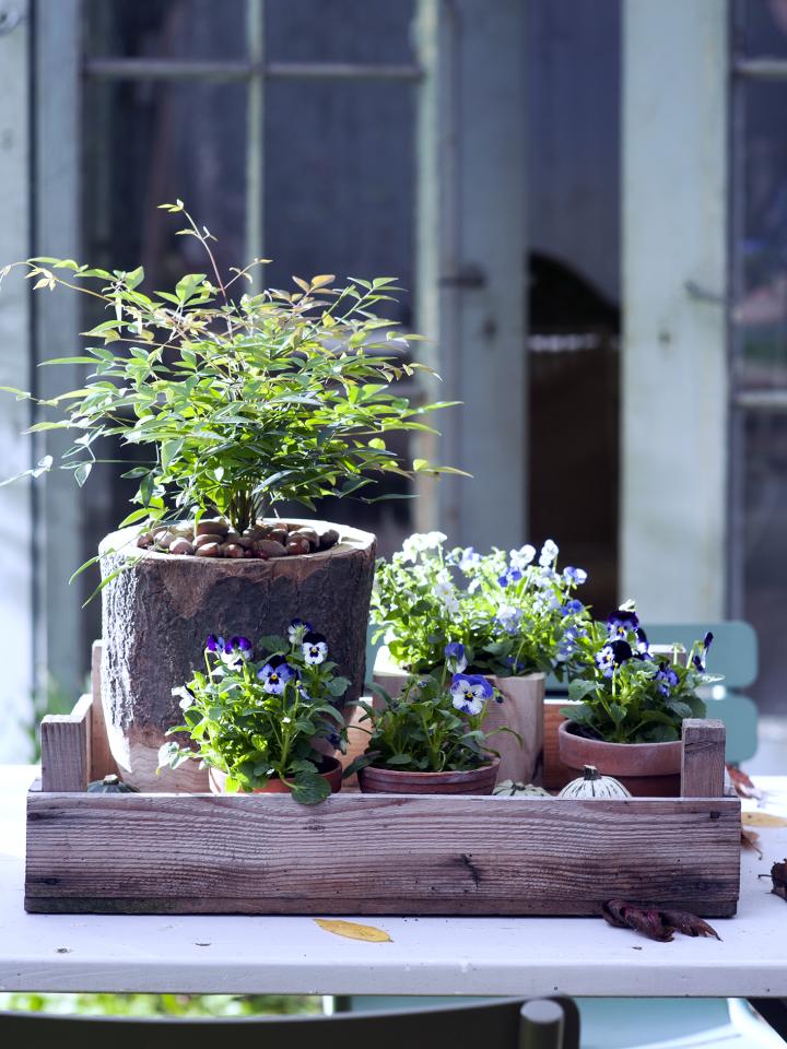 Herfstfeestje op je tuintafel & terras Herfstfeestje op je tuintafel & terras Mooiwatplantendoen.nl