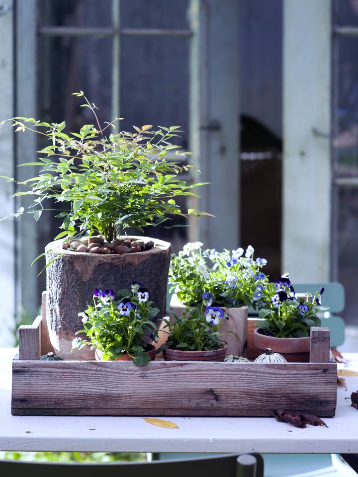 Herfstfeestje op je tuintafel &amp;amp; terras Mooiwatplantendoen.nl