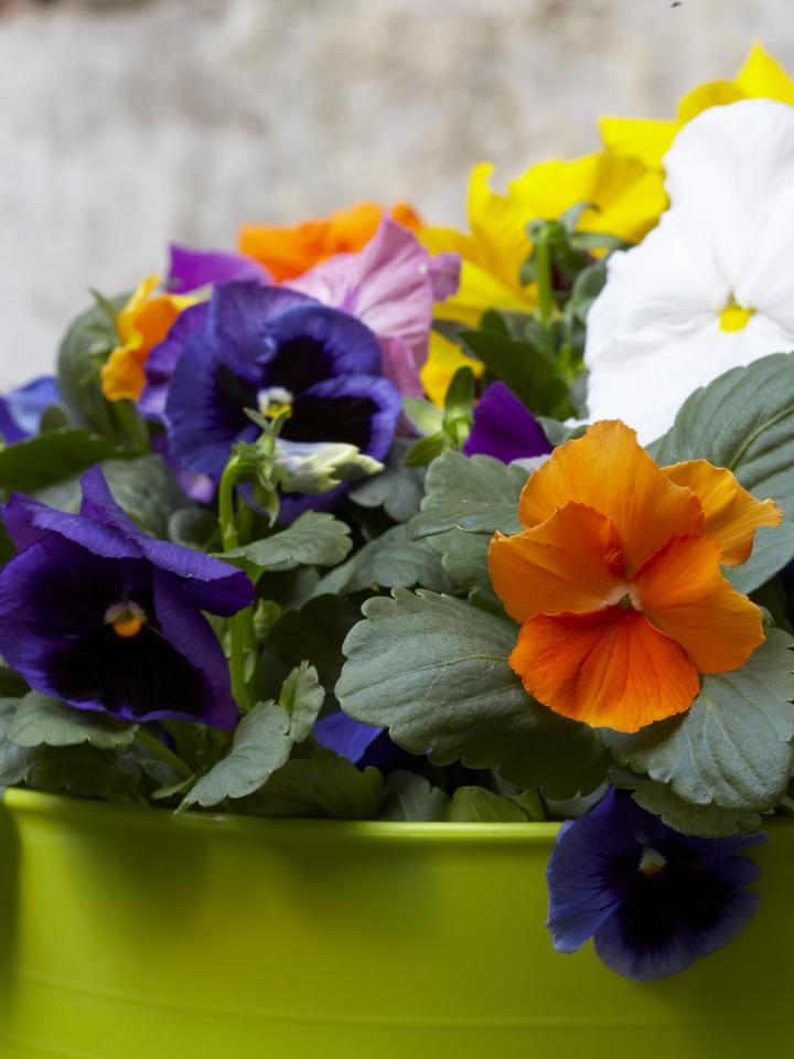 Colourful pansies
