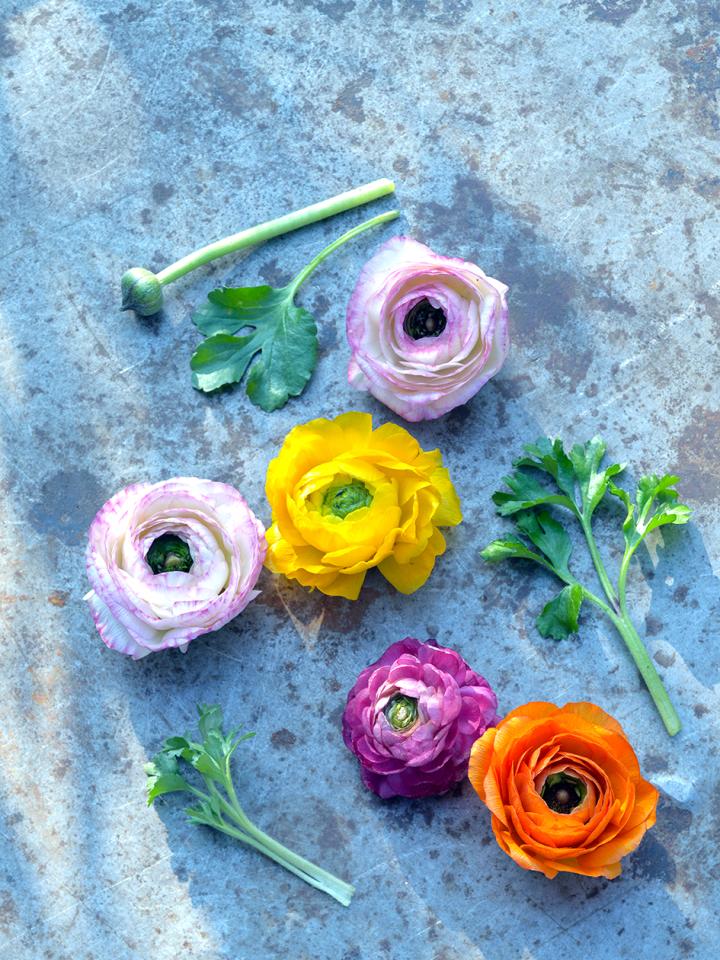 Ranunculus | The Joy of Plants