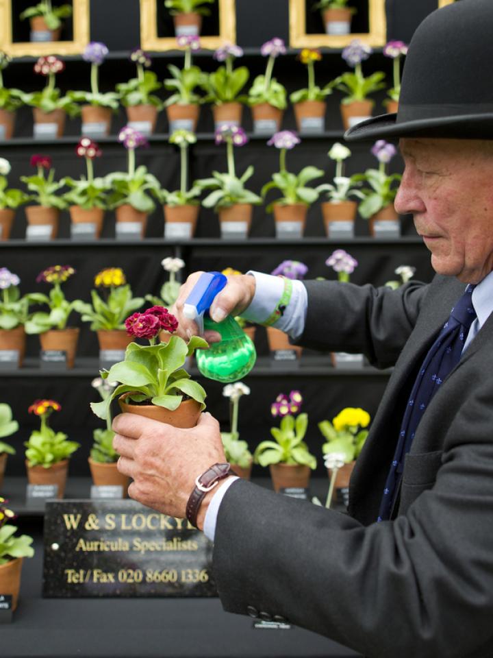 Virtual Chelsea Flower Show 2020 - Thejoyofplants.co.uk