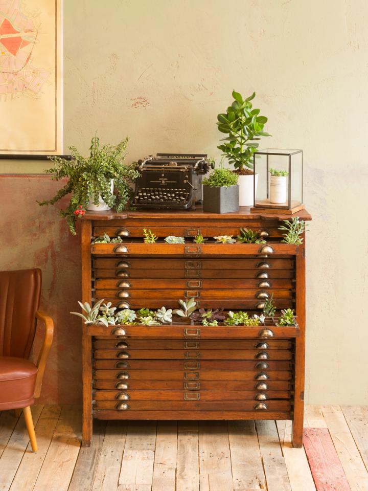 Drawers of plants Drawers of plants
