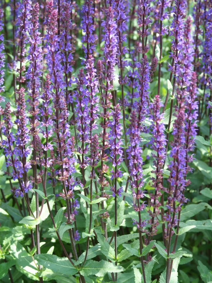 Salvia, salie