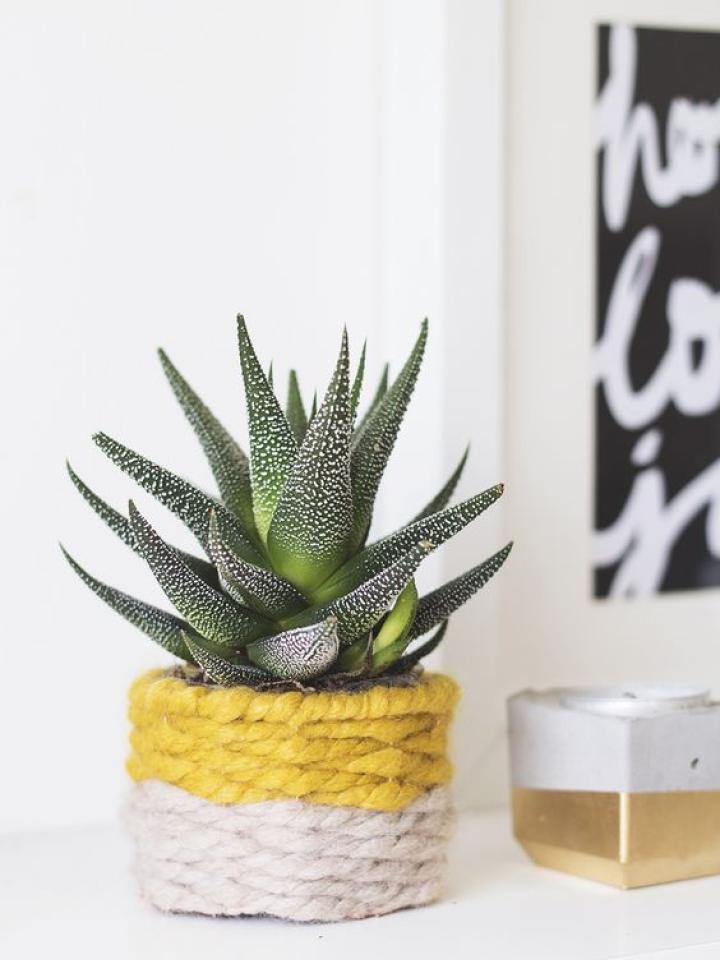 The Best Plants For Housewarming Gifts, Housewarming Plant Gift Meaning