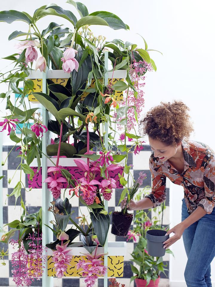 Tropische schoonheden Mooiwatplantendoen.nl Woonplant van de maand DIY Tropische schoonheden Mooiwatplantendoen.nl Woonplant van de maand DIY