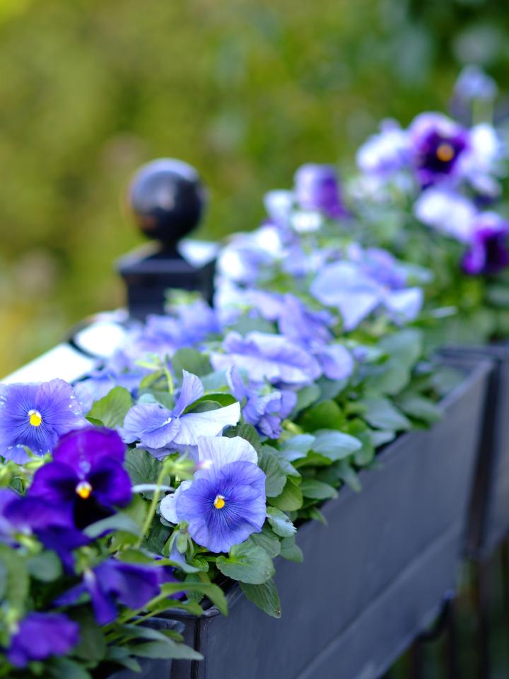 Violas