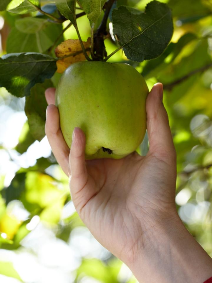 Fruit Tree, Apple, Malus, thejoyofplants