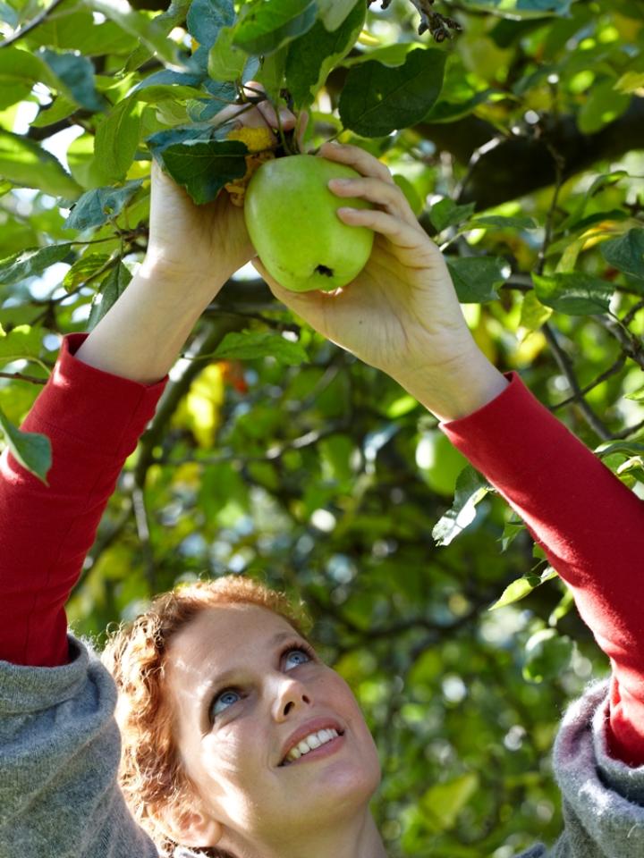 Fruit Tree, Apple, Malus, thejoyofplants