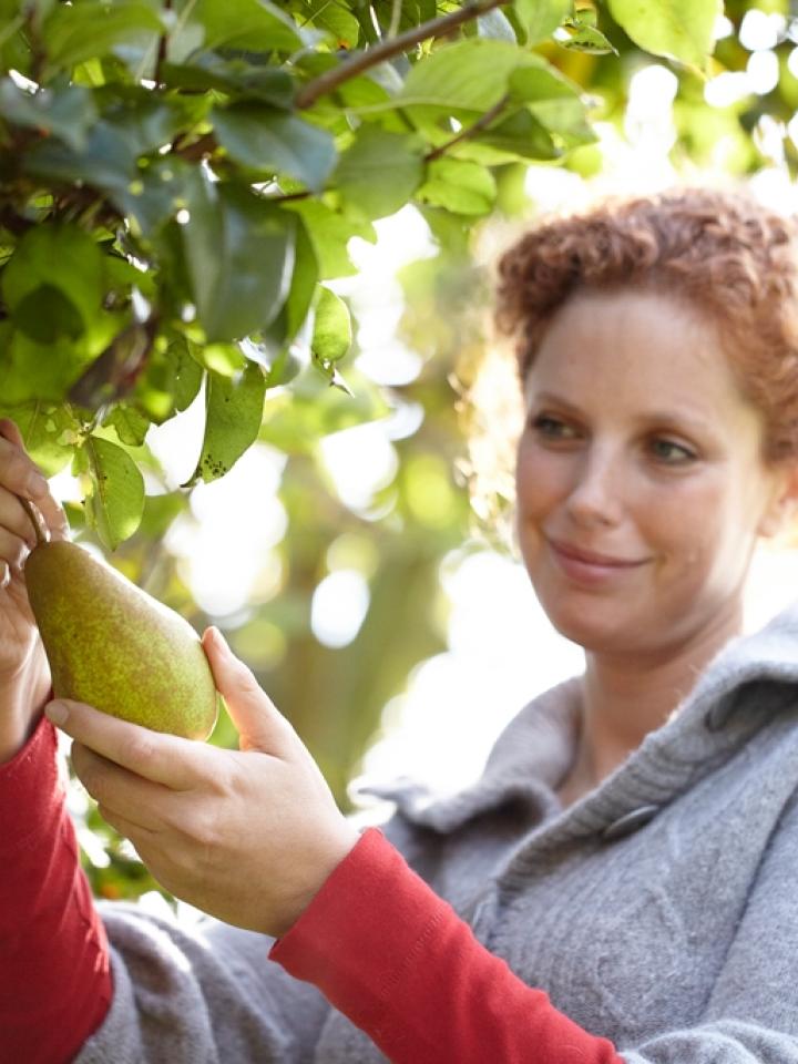 Fruit Tree, Pear Tree, Pyrus, thejoyofplants