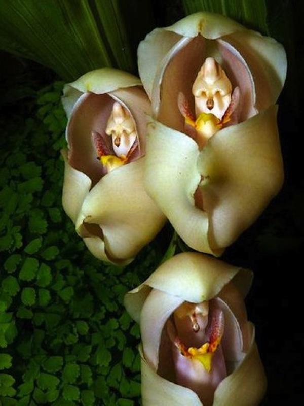 53-33464-flowers-look-like-animals-people-monkeys-orchids-pareidoli-1458754365_0.jpg?itok=HkzJJsn8