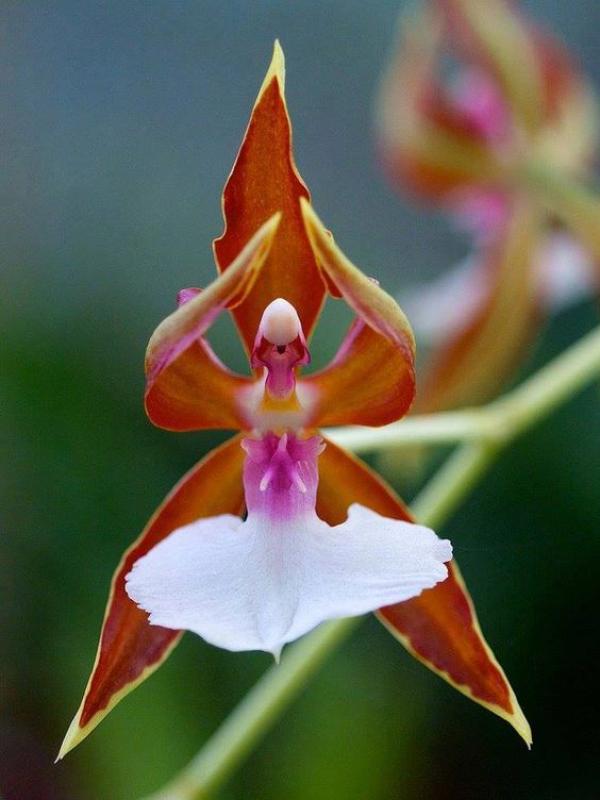 The Joy of Plants
