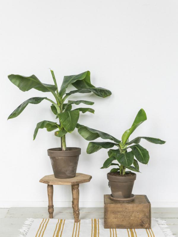 Image of Caladium as companion plants for banana trees
