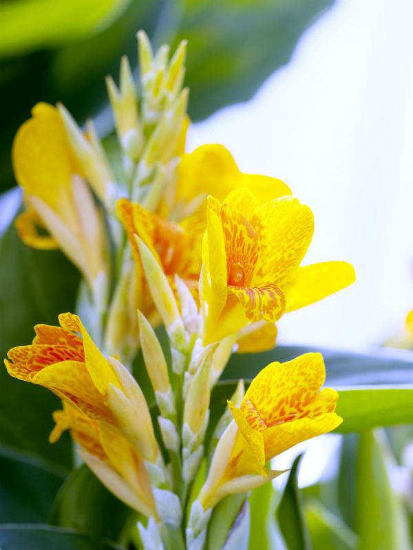 Canna Thejoyofplants.co.uk