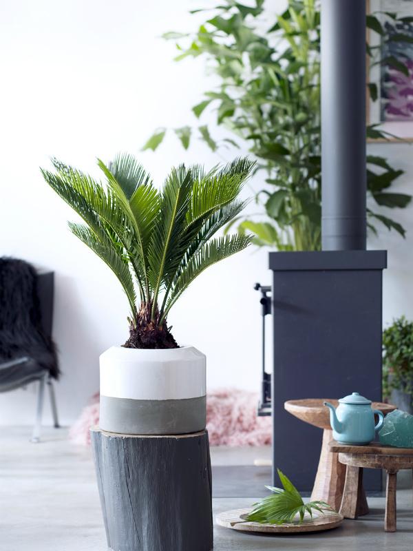 Palm fern on sale