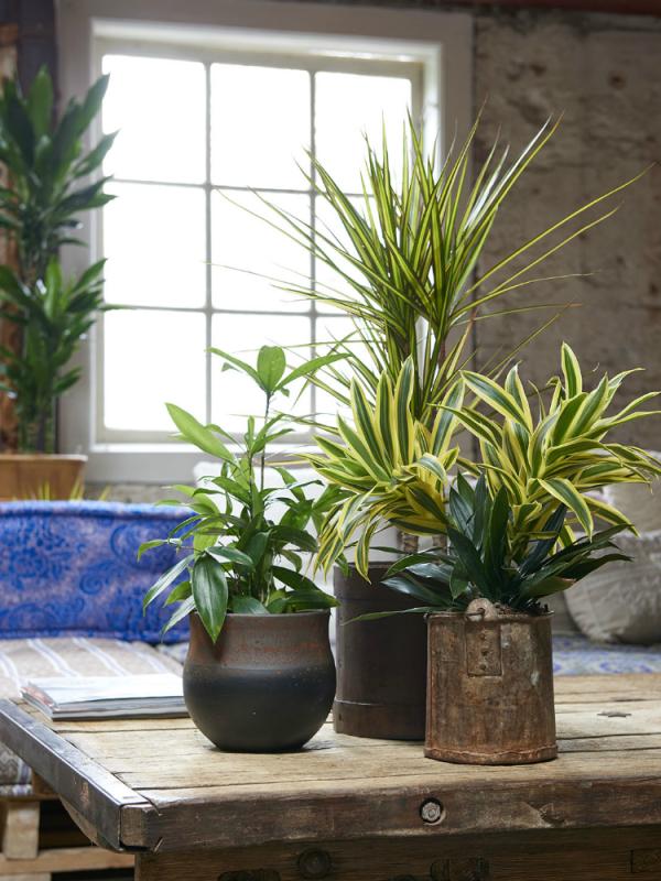 Dracaena The Joy Of Plants