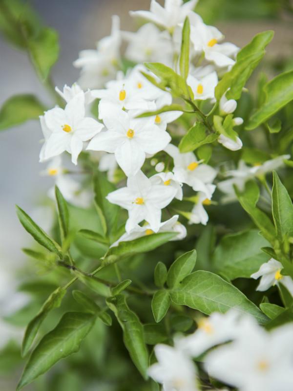 Potato vine Thejoyofplants.co.uk