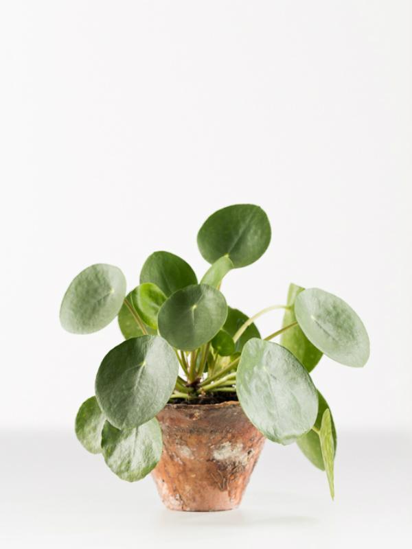 Chinese money plant - Thejoyofplants.co.uk