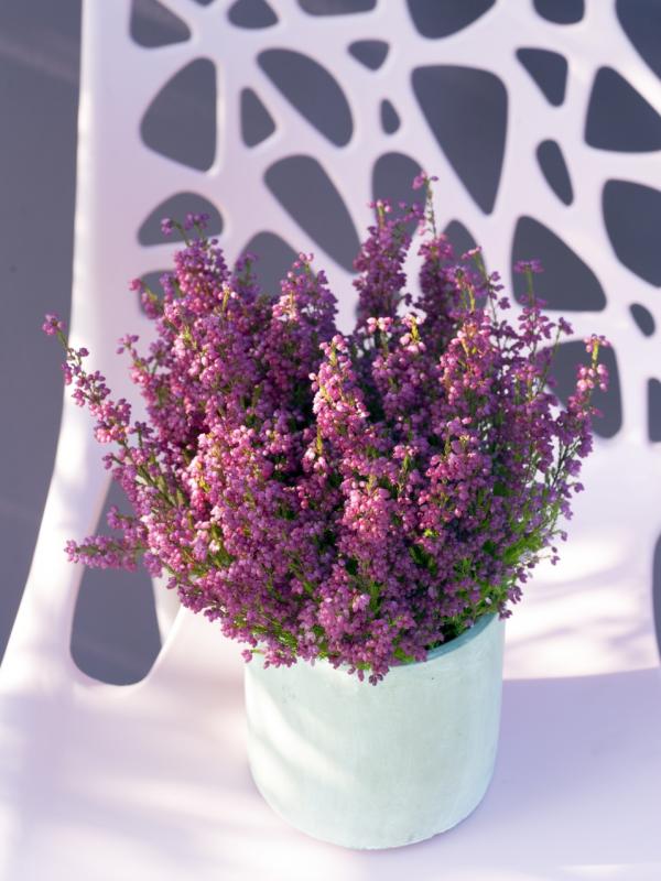 Winter Heather The Joy Of Plants