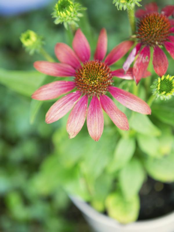 Coneflower Thejoyofplants.co.uk