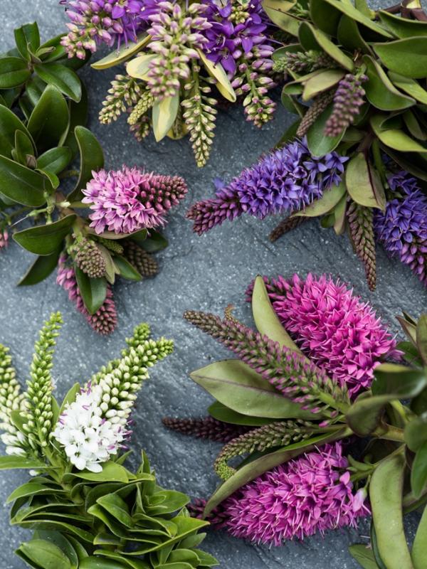Hebe Thejoyofplants.co.uk