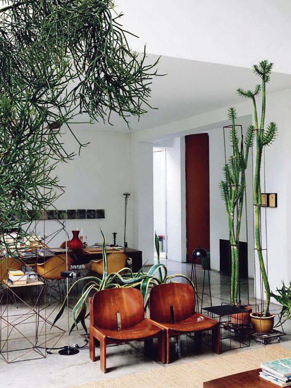 Mannenhuis Planten Planten mannenhuis