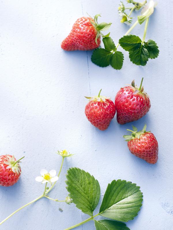 DIY: Hausgemachte, zuckerfreie Erdbeermarmelade - Pflanzenfreude.de