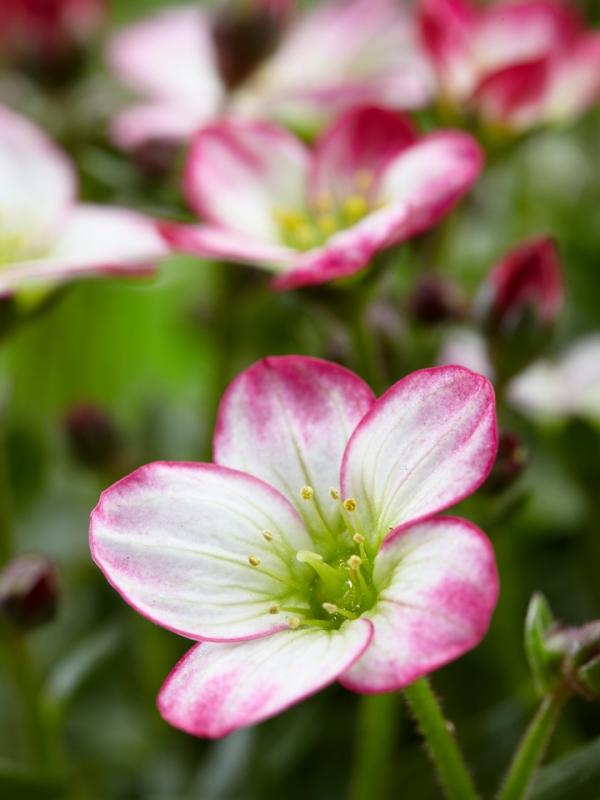 Saxifraga is een muurbloem en Tuinplant van de maand maart Mooiwatplantendoen.nl