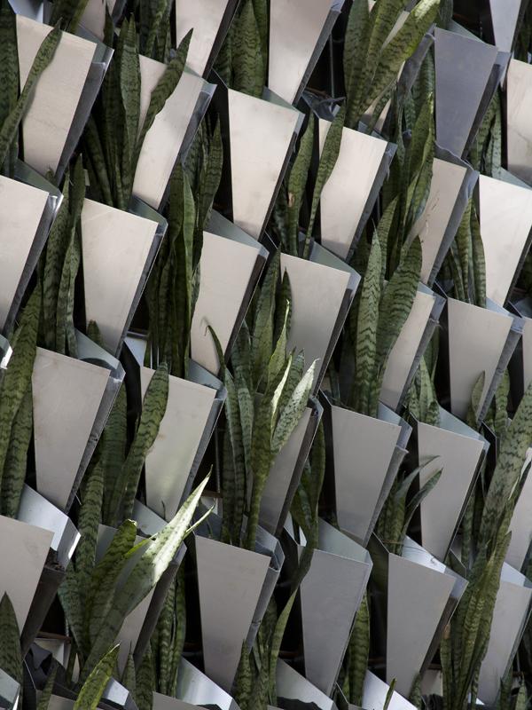 Vrouwentong of Sansevieria Vrouwentong of Sansevieria Mooiwatplantendoen.nl