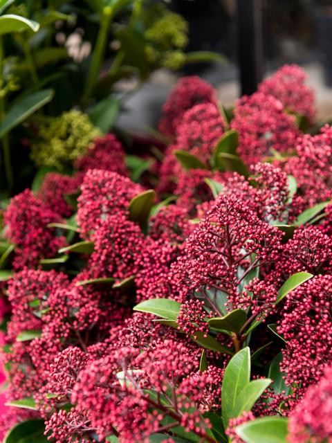 skimmia