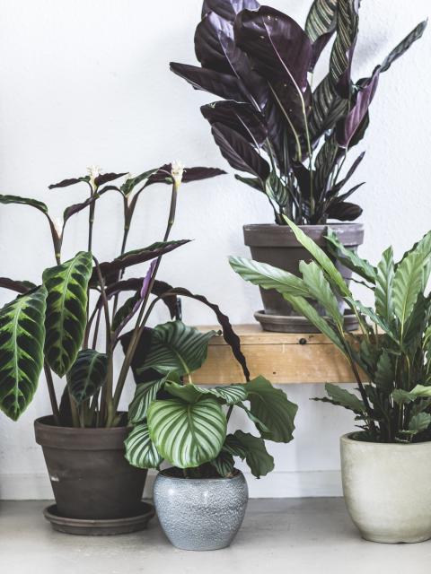 Calathea Mooiwatplantendoen.nl