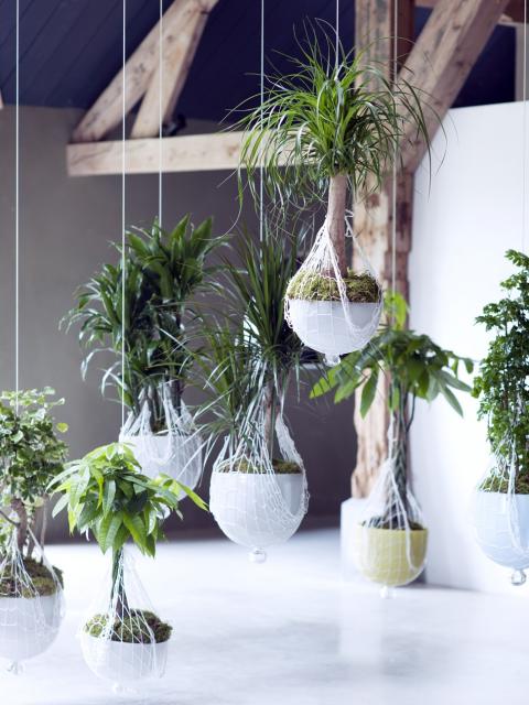 An indoor hanging garden with miniature trees - Thejoyofplants.co.uk