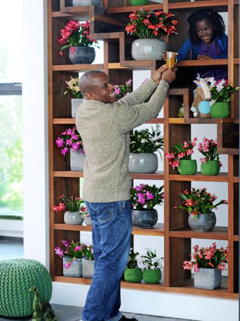 The Christmas Cactus is the Houseplant for November