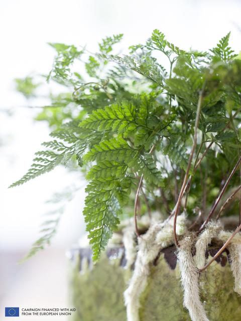 Fern thejoyofplants.co.uk