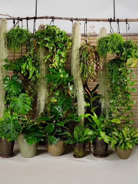 DIY: plant wall for video calls | thejoyofplants.co.uk