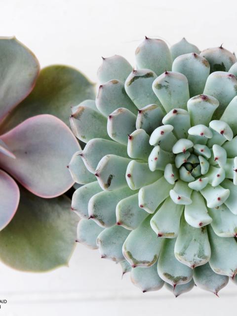 Echeveria is the Houseplant of the Month August - thejoyofplants.co.uk