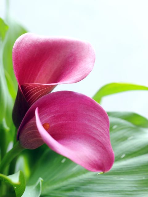 Calla Lilly Thejoyofplants.co.uk