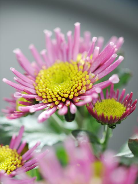 A Pink Chrysanthemum showing the Joy of Plants