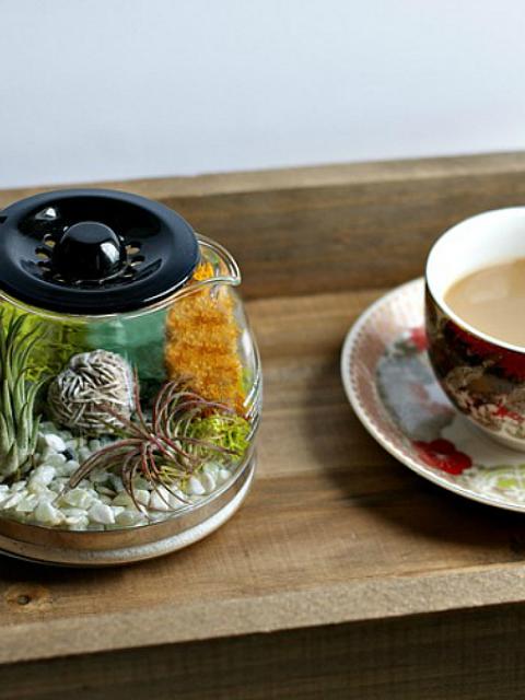 Coffee pot terrarium 