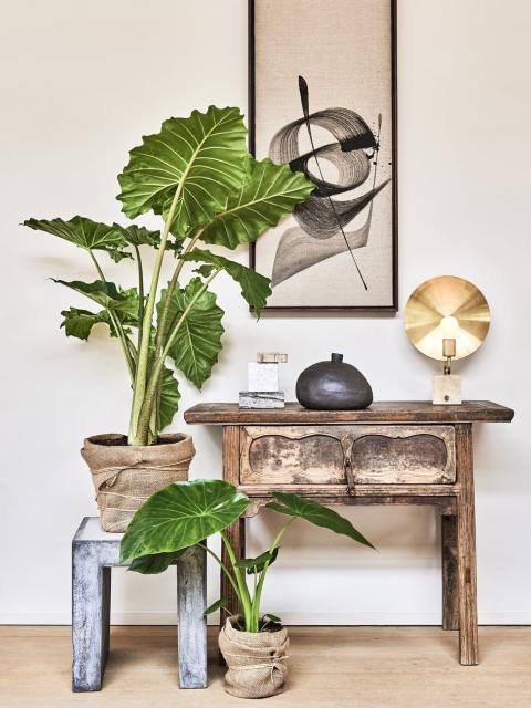 Alocasia mindfulness | thejoyofplants.co.uk