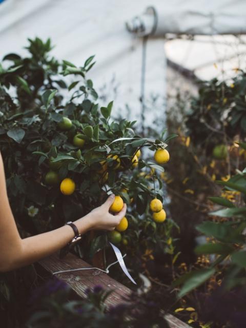 woman in greenhouse