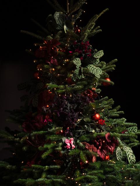 Christmas Thejoyofplants.co.uk