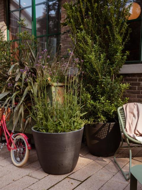 brighten up your neighbourhood | thejoyofplants.co.uk