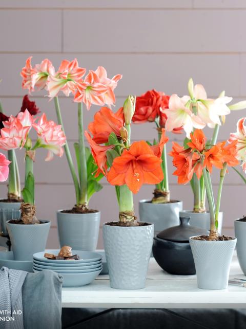 Houesplant of the Month, Amaryllis