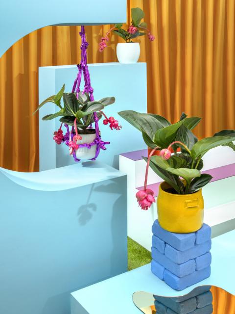 Create an exotic installation at home 