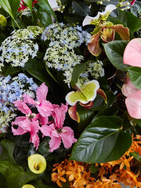 Beautiful plants for Mother’s day Thejoyofplants.co.uk